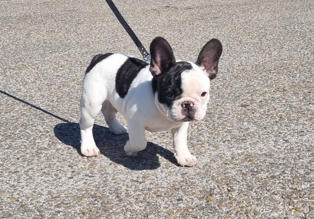 Arwen Du Paradis D'Hibiscus