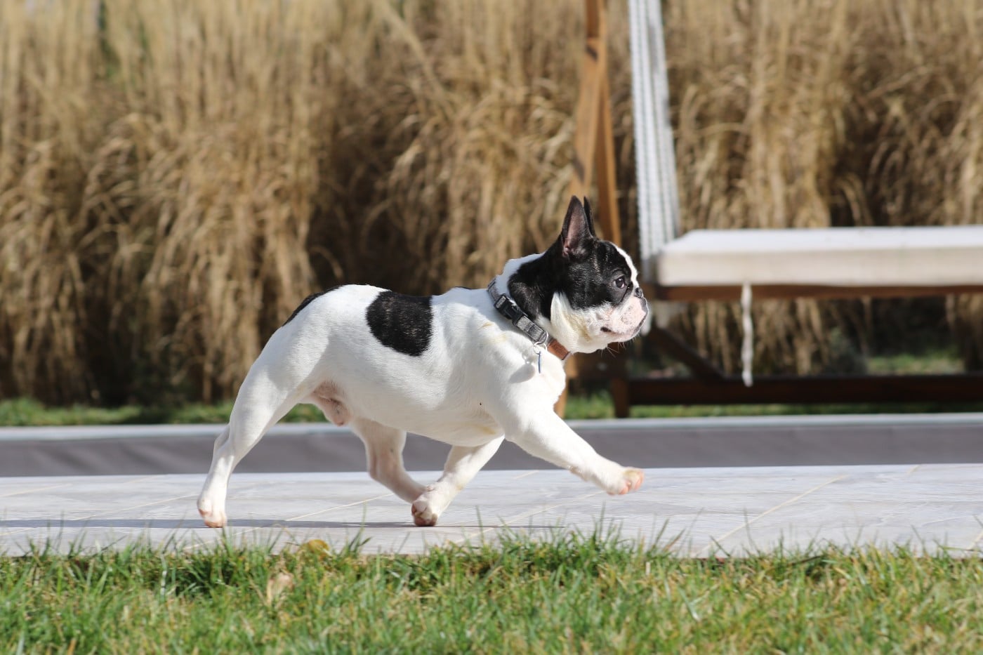 Arwen Du Paradis D'Hibiscus