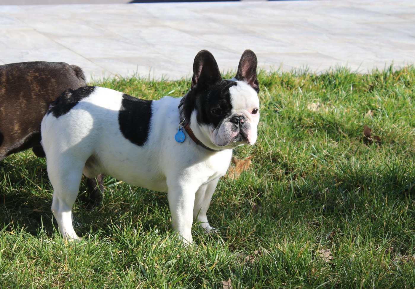 Arwen Du Paradis D'Hibiscus