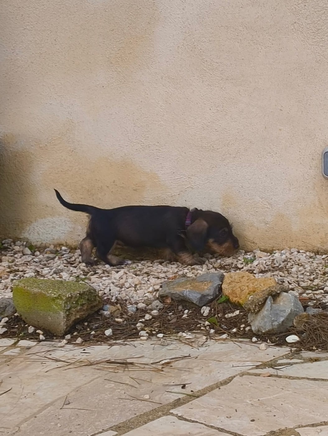 AFTER ALL - violette - Teckel poil dur