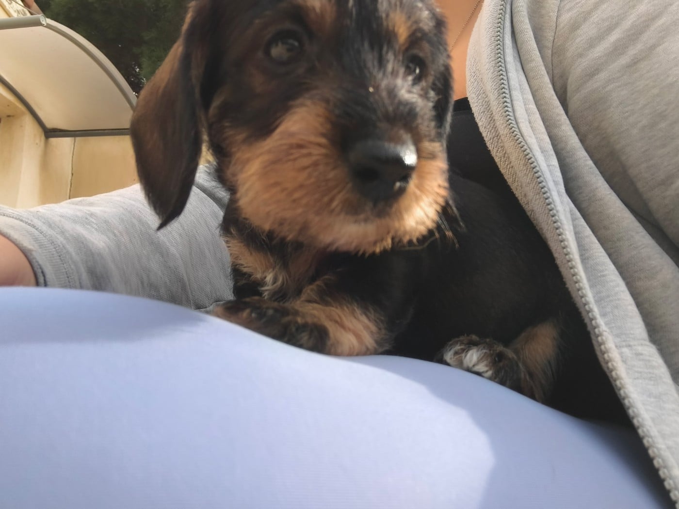 ARNAK- marron - Teckel poil dur