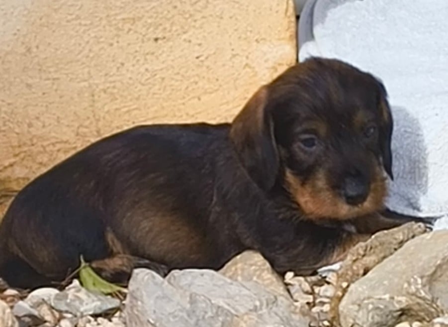 CHIOT 7 orange - Teckel poil dur