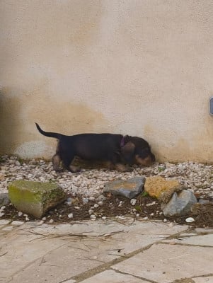 Les chiots de Teckel poil dur