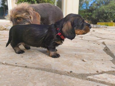 Les chiots de Teckel poil dur