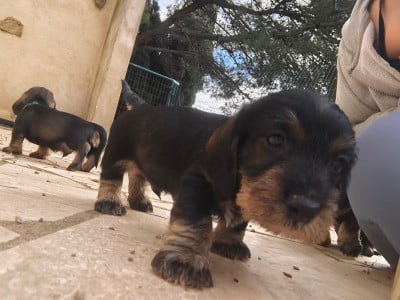 Les chiots de Teckel poil dur