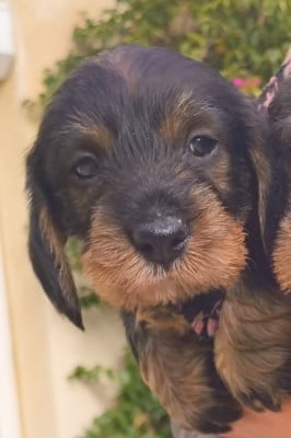 Les chiots de Teckel poil dur