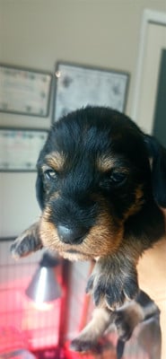 Les chiots de Teckel poil dur