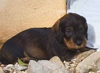Les chiots de Teckel poil dur