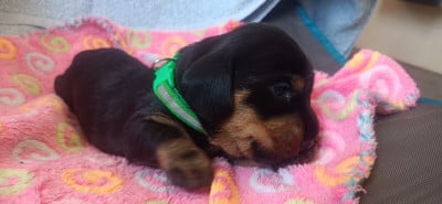 Les chiots de Teckel poil dur