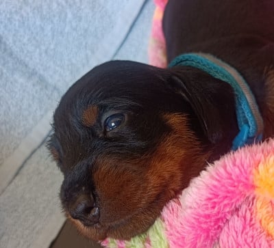 Les chiots de Teckel poil dur