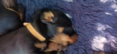 Les chiots de Teckel poil dur