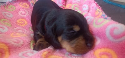 Les chiots de Teckel poil dur