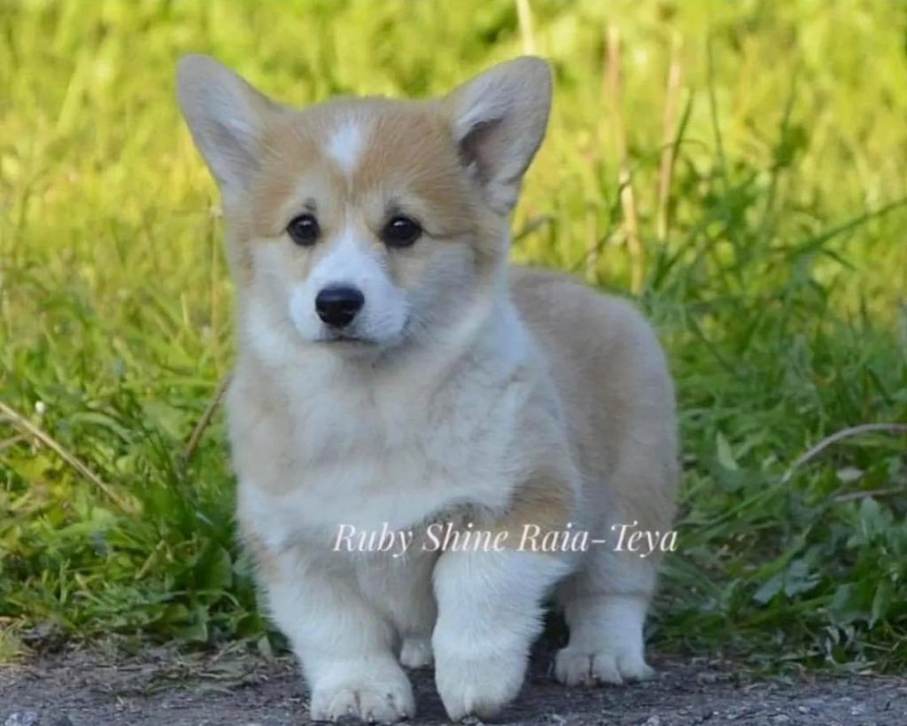ruby shine Raia teya