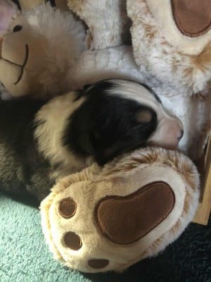 Les chiots de Berger Australien