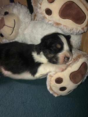 Les chiots de Berger Australien