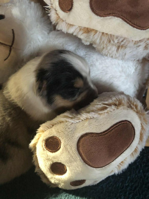 Les chiots de Berger Australien