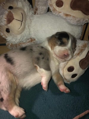 Les chiots de Berger Australien