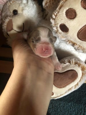 Les chiots de Berger Australien