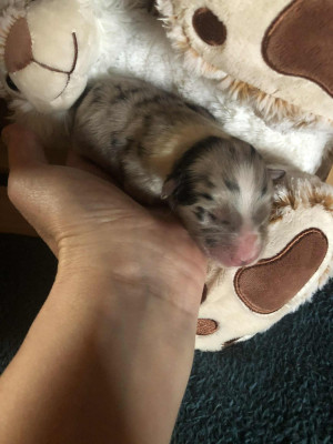 Les chiots de Berger Australien