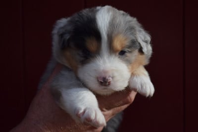 Les chiots de Berger Australien