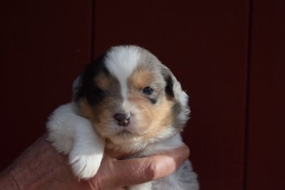 Les chiots de Berger Australien