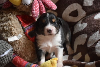 Les chiots de Berger Australien