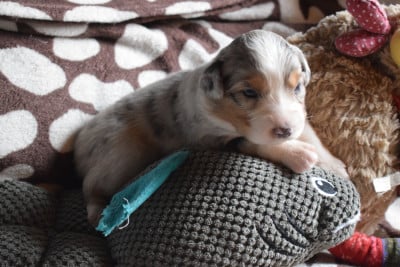 Les chiots de Berger Australien