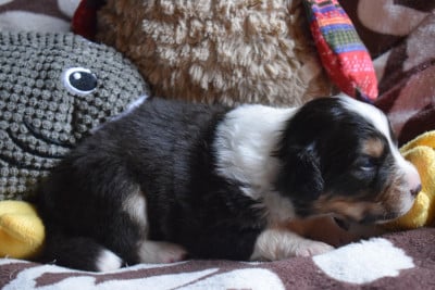 Les chiots de Berger Australien