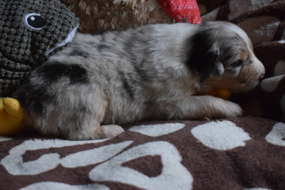 Les chiots de Berger Australien