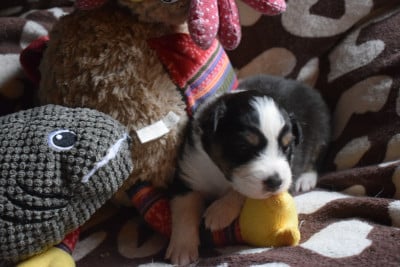 Les chiots de Berger Australien