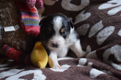 Les chiots de Berger Australien