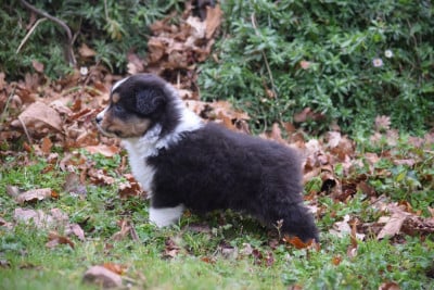 Les chiots de Berger Australien