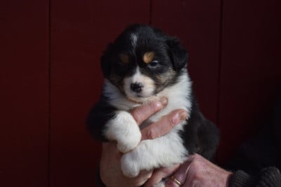 Les chiots de Berger Australien