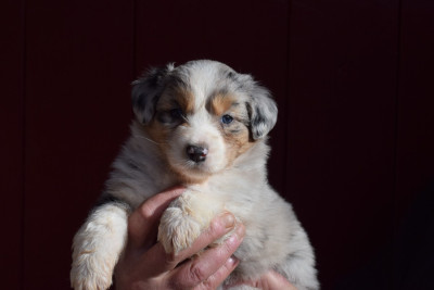 Les chiots de Berger Australien