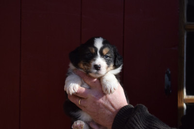 Les chiots de Berger Australien