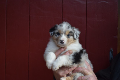 Les chiots de Berger Australien