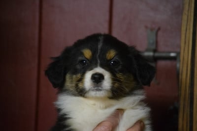 Les chiots de Berger Australien