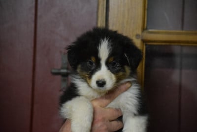 Les chiots de Berger Australien