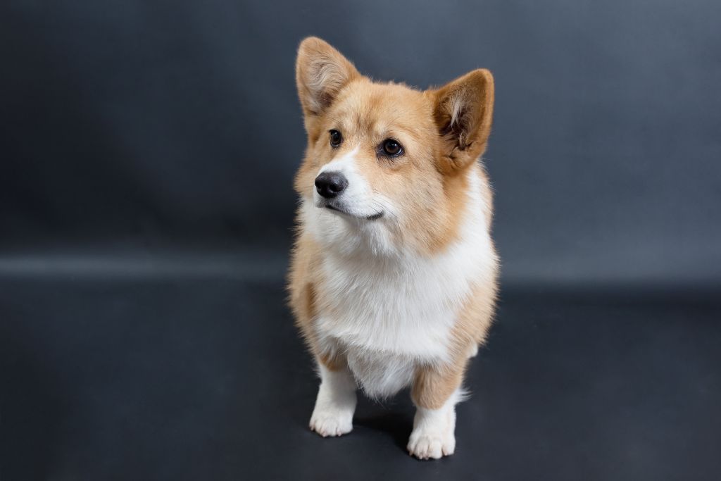 laif spring Nikoletta joy - 1ère Très Prometteur - Meilleur Puppy