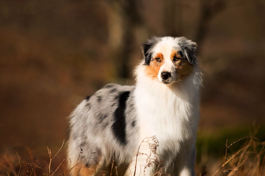 CH. Romy schneider De Mendiburua - 1ère Excellent Ouverte - CAC - CACIB - BOS