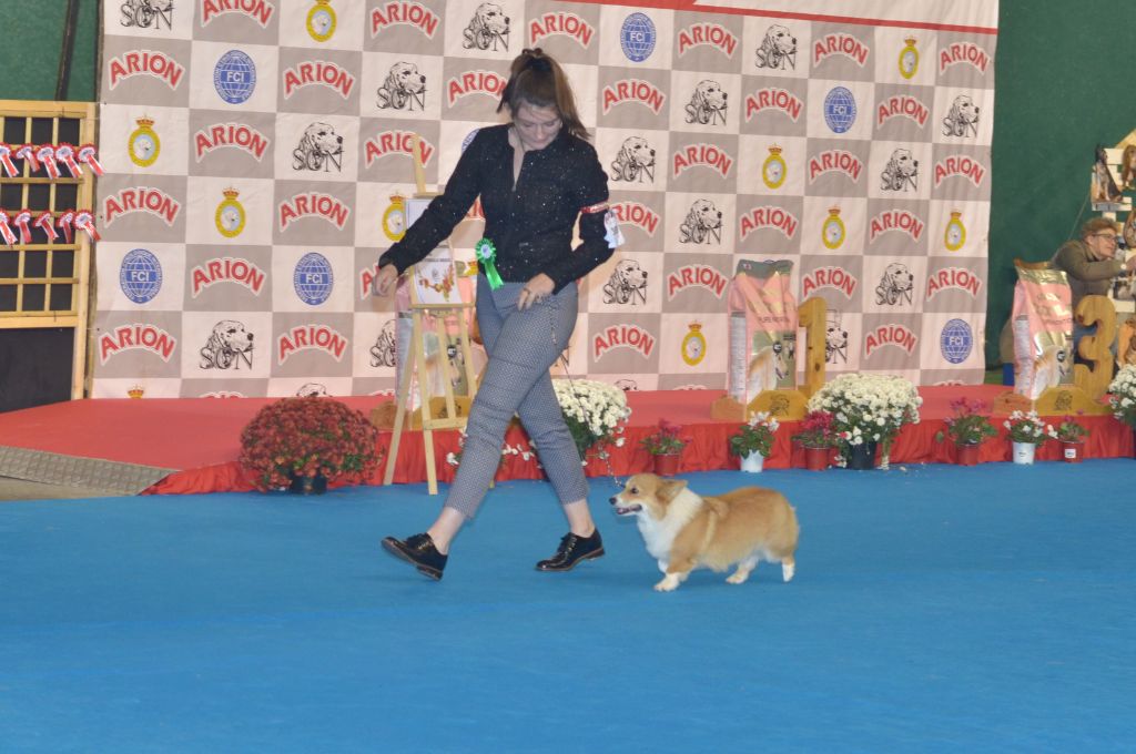 laif spring Nikoletta joy - 1ère Très Prometteur - Meilleure Puppy - Sélectionnée RH