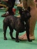 Mitsouko lovely rita hayworth Von Boule D'esteix - 1ère Très Prometteur & Meilleur Puppy