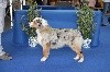 CH. Mike - mayflower De Mendiburua - 1er Très Prometteur & Meilleur Puppy