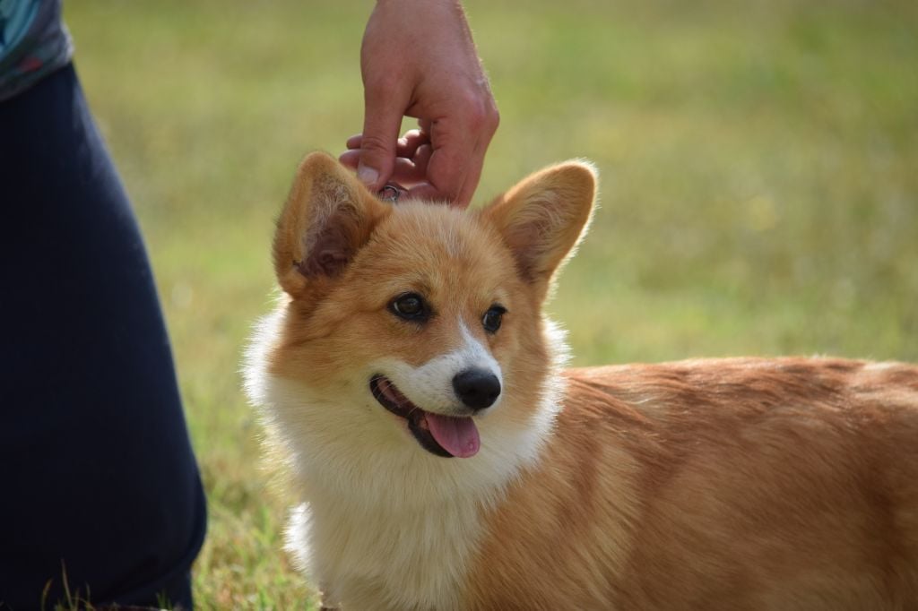 laif spring Nikoletta joy - 1ère Très Prometteur - Meilleur Baby - Sélectionnée