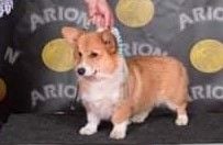 laif spring Nikoletta joy - 1ère Très Prometteur - Meilleur Puppy - RBIS Puppy