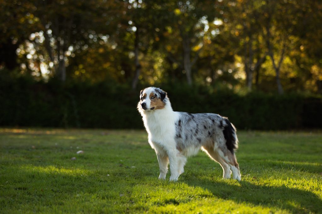 CH. Romy schneider De Mendiburua - 2ème Excellent