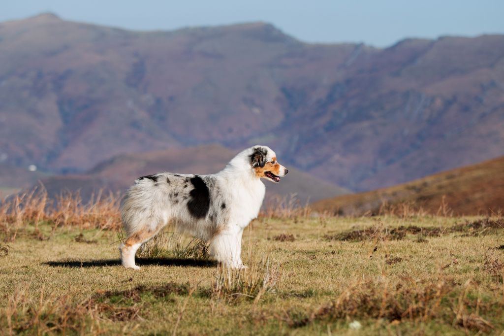 CH. Romy schneider De Mendiburua - 1ère Excellent Ouverte - CAC - BOS