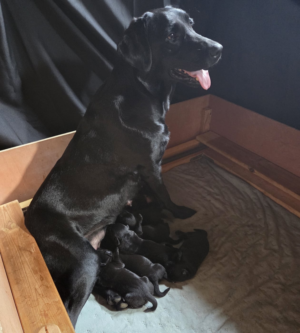 Chiot Labrador Retriever