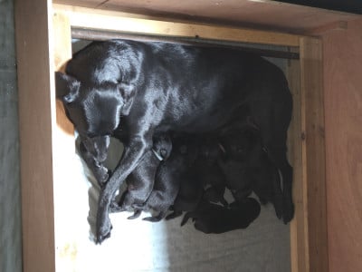 Les chiots de Labrador Retriever