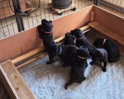 Les chiots de Labrador Retriever